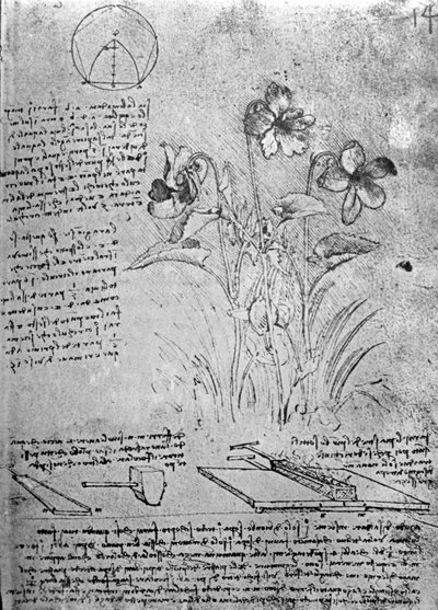 Studi di viole (Viola odorata e Viola canina), fol. 14r dal Manoscritto B, c.1487-90 da Leonardo da Vinci